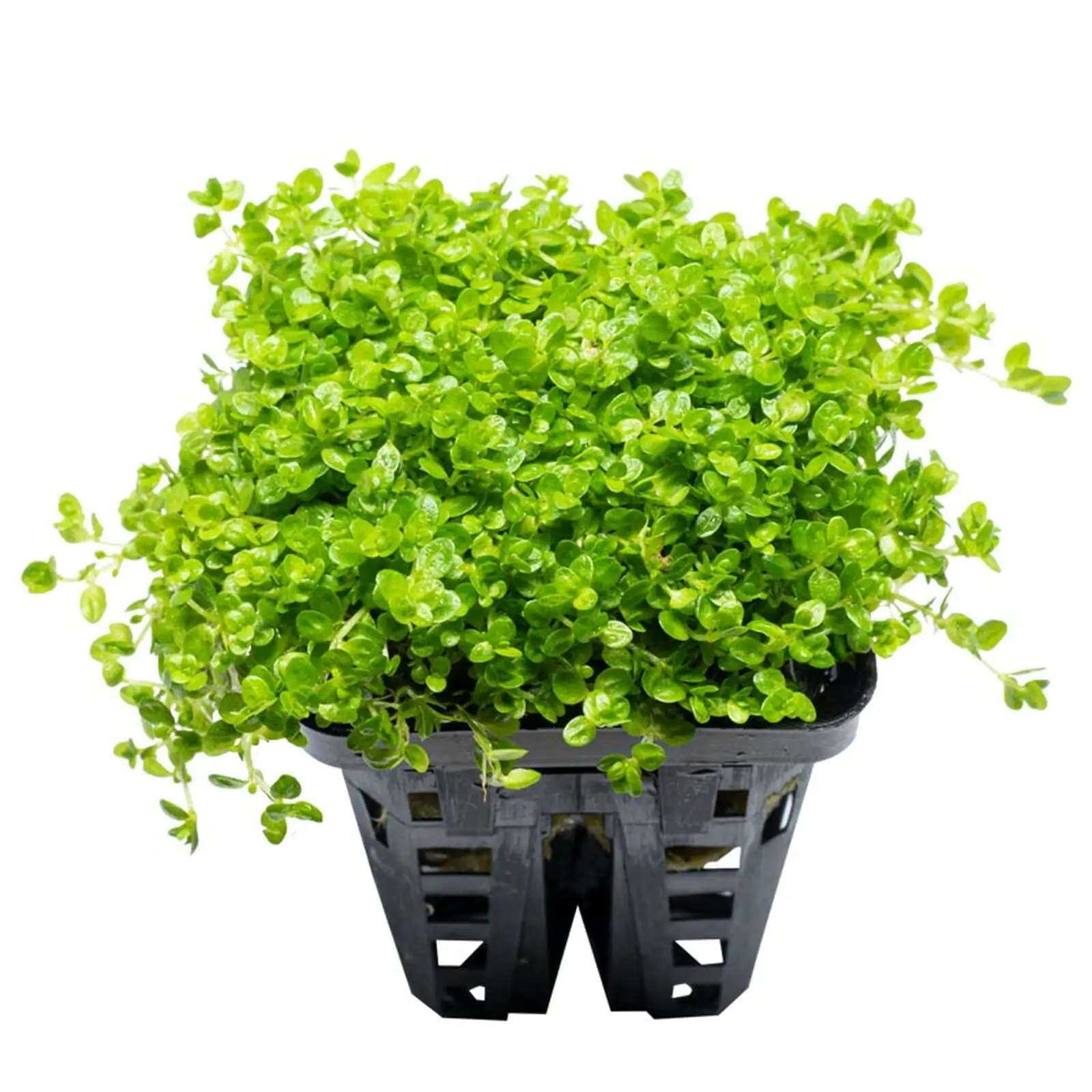 Hemianthus micranthemoides